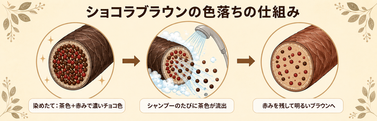 ショコラブラウンの色落ちの仕組み|茶色の色素がシャンプーで流出して赤みを残して明るくなる流れの図解