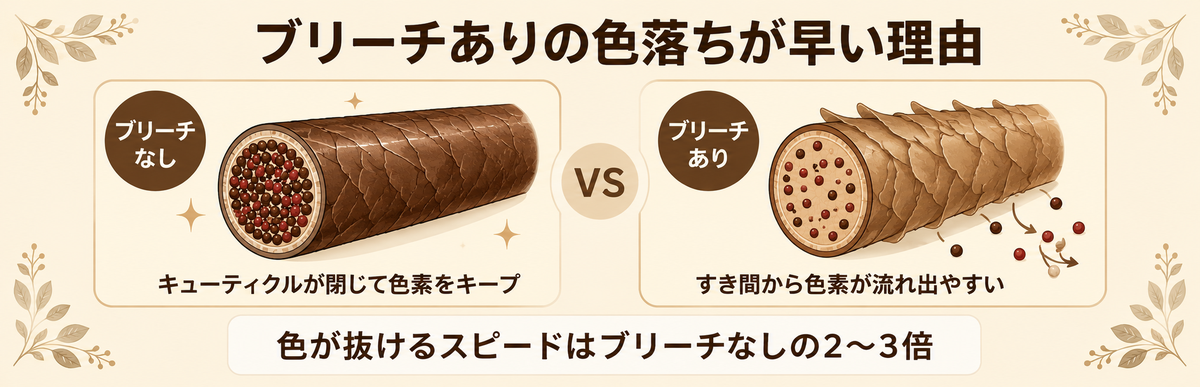 ブリーチありのショコラブラウンの色落ちが早い理由|キューティクルのすき間から色素が流れ出る比較図解