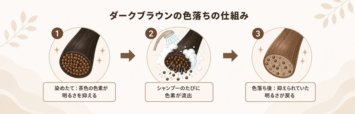 ダークブラウンの色落ちの仕組み|茶色の色素がシャンプーで流出して明るさが戻る流れの図解