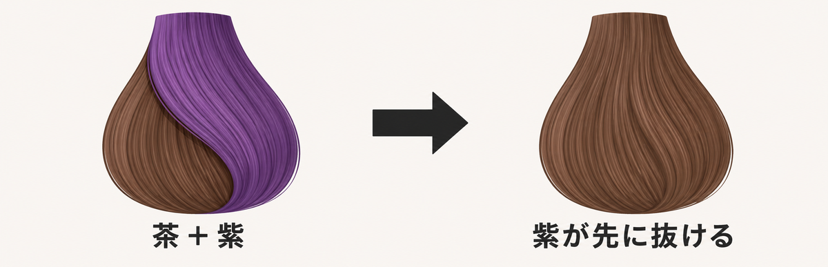 ラベンダーブラウンの構造と紫が先に抜ける順番の図解