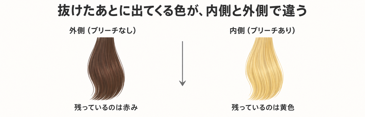 ブリーチした内側には黄色、していない表面の髪には赤みが残ることを示した図解